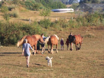 Franzsische Pferde fr den Planwagen mit Familie