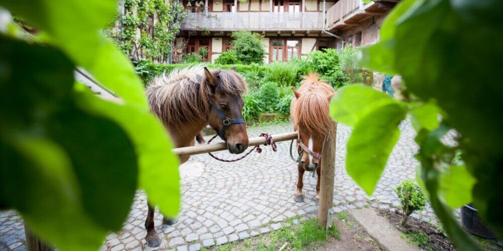 Reiturlaub und Bauernhof in Deutschland - nachhaltiger Urlaub