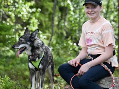 Schlittenhund Husky Urlaub mit Tieren Bauernhof Schweden