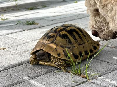 schildkroeten auf der anlage