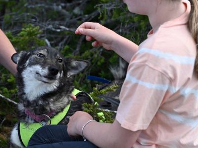 Familienurlaub Husky Schlittenhund Teens