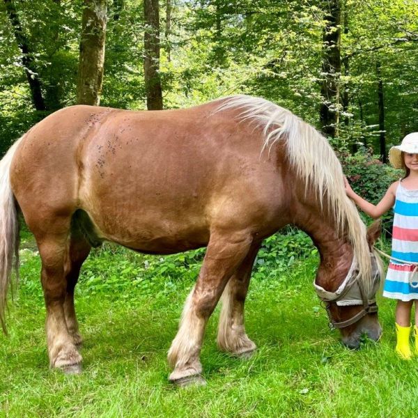 Planwagen-Urlaub in den Vogesen - Frankreich