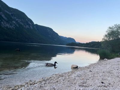 Wanderurlaub grnes Slowenien Bohinj See Natur