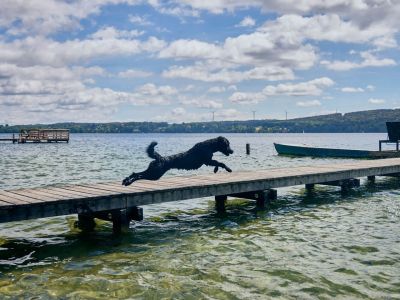 hund springt starnberger see