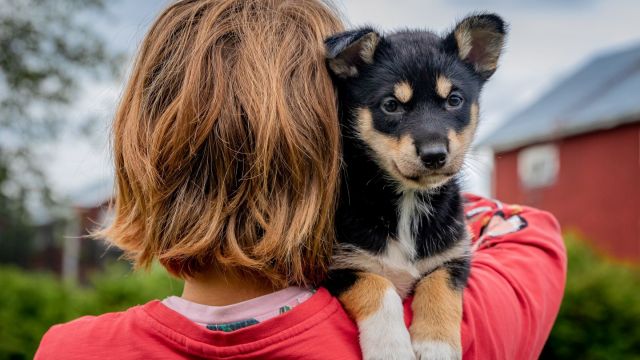 Urlaub mit Teens Familienurlaub Husky Schweden