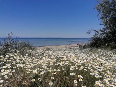 fruehlingsblumen am meer