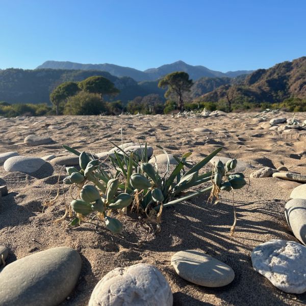 Strandurlaub Trkei: Bungalow im Naturparadies Cirali - Lykien