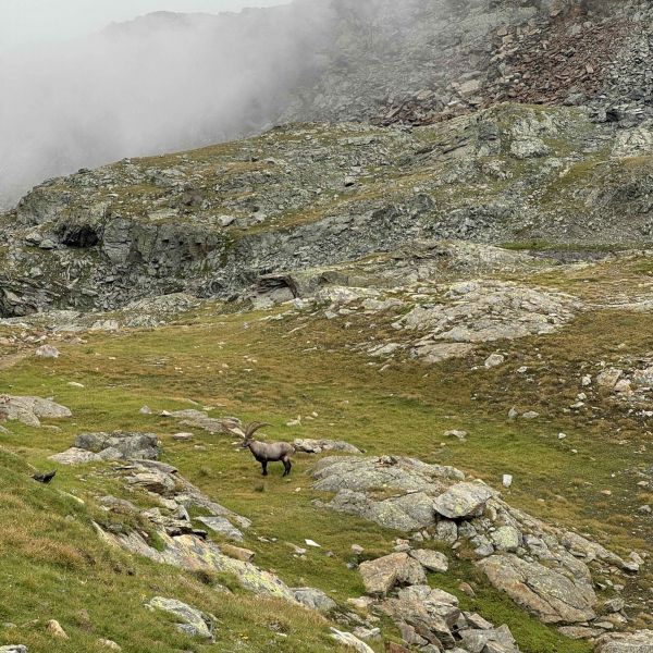 Bergwandern ohne Gepck im Valle del Lys - Aostatal