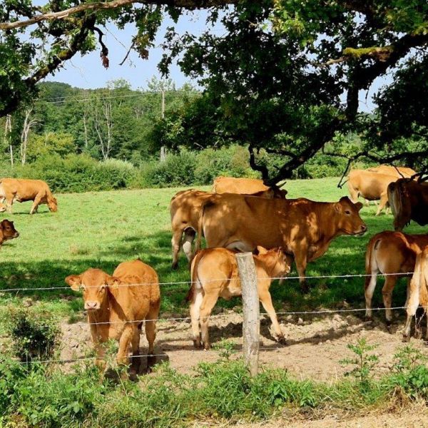 Planwagen-Urlaub in den Vogesen - Frankreich