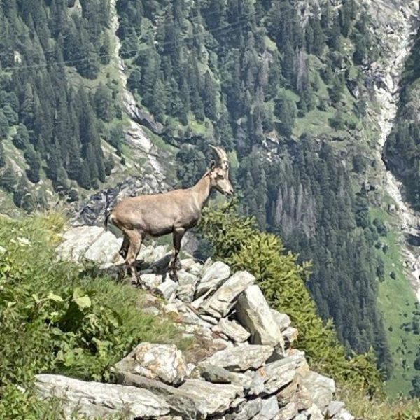 Bergwandern ohne Gepck im Valle del Lys - Aostatal