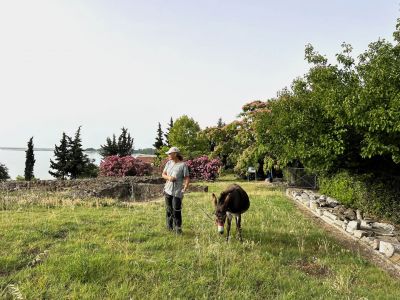 kleine wanderung mit eseln