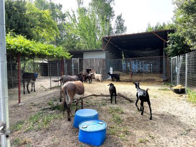 esel unf ziegengehege aus der anlage tiernaher urlaub