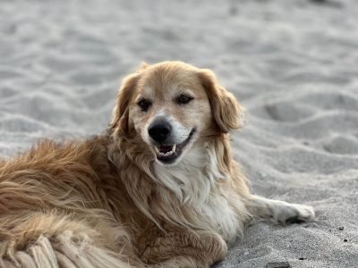 freilaufende hunde im familienurlaub