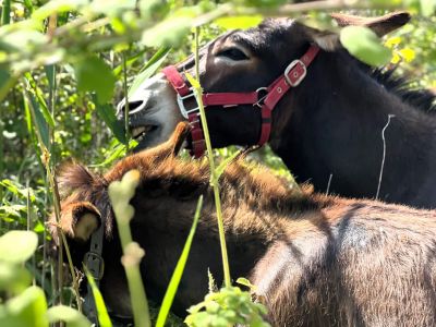 nordgriechenland naturnah und tiernah im ferienhaus leben