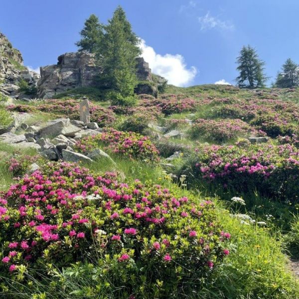 Bergwandern ohne Gepck im Valle del Lys - Aostatal